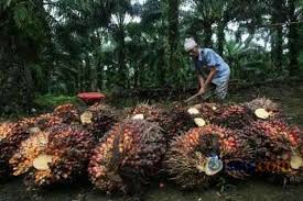 Kad sementara akan dikeluarkan kepada pekerja asing tanpa izin yang bermajikan. Program E Kad Berakhir Pemerintah Diminta Antisipasi Razia Buruh Migran Di Malaysia Ekonomi Bisnis Com