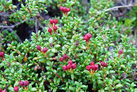 Image result for Galenia procumbens