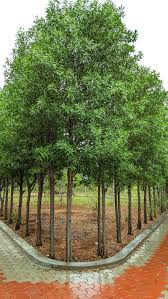 Image result for Conocarpus erectus