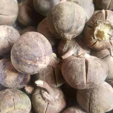 Image result for Thespesia garckeana