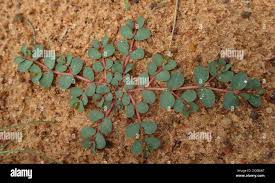 Image result for Euphorbia inaequilatera