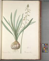 Image result for Drimia elata