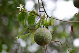 Image result for Landolphia buchananii