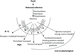 12 Vitamin Absorption Vitamins In Foods Are Usually Present As Download Scientific Diagram