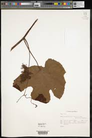 Image result for Ampelocissus obtusata