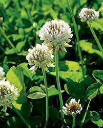 White Clover White Dutch Clover Clover Seed Clover Lawn
