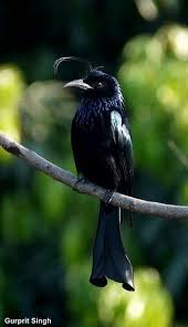 Pin On Wonderful World Birds