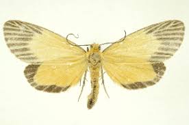 Image result for Oricia