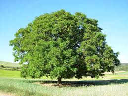 Image result for Juglans