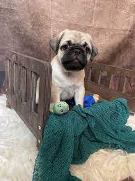 They will get their first set of puppy shots and. Pug Puppies For Sale Egg Harbor City Nj 352265