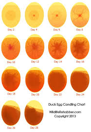 Egg Candling Chart How Your Fertile Eggs Should Look On