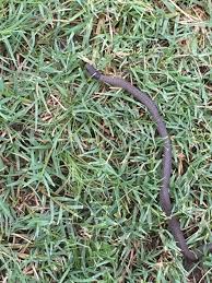 Image result for Neojeffreya decurrens