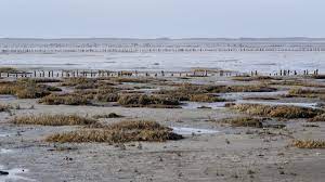 Wann ist ebbe, wann flut? Die Gezeiten Ebbe Und Flut Wissen Swr Kindernetz