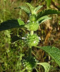 Image result for Leucas capensis