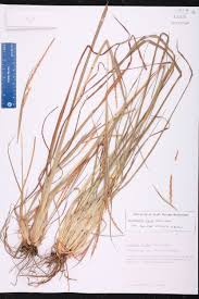 Image result for Coelorachis