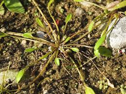 Image result for Limosella