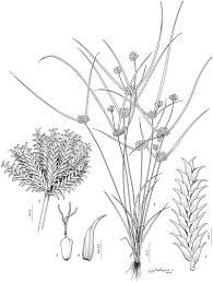 Image result for Pycreus mundtii