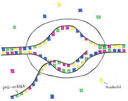 Learn about messenger rna's role in human biology, the instructions it provides that direct cells in the body to make proteins, and why we believe mrna medicines may have the potential to treat a broad. Wie Lauft Die Proteinbiosynthese Ab Bio Einfach Erklart