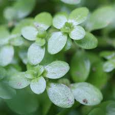 Image result for Callitriche