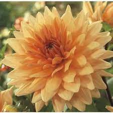3 Count Noordwijk S Glorie Dahlia Bulbs Lb22443 Lowes Com Growing Dahlias Planting Bulbs Plants