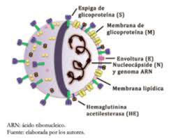 El virus respiratorio sincitial humano (vrsh), el metapneumovirus humano . Origen Caracteristicas Estructurales Medidas De Prevencion Diagnostico Y Farmacos Potenciales Para Prevenir Y Controlar Covid 19 Medwave