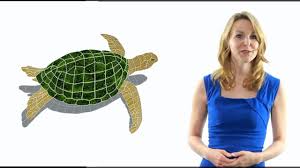 Over the time it has been ranked as high as 2 nptgonline has a decent google pagerank and bad results in terms of yandex topical citation index. Pool Tile Store Fort Myers Youtube