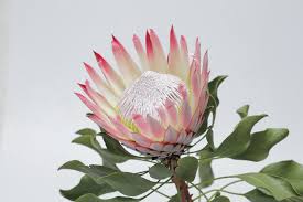 Image result for Protea