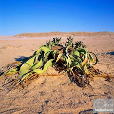 Image result for Ferraria welwitschii