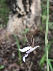 Image result for Eulophia coeloglossa
