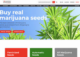 These include feminized, regular, and autoflowering weed seeds. 7 Best Seed Banks That Ship To Usa And Worldwide In 2021 Flower And Freedom