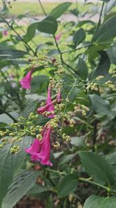 Image result for Strobilanthes hamiltoniana