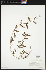 Image result for Aneilema arenicola