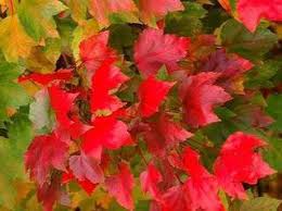 Regal petticoat maple (acer pseudoplatanus 'tunpetti') cad pbr# 4058,uspp 17 537 p3, eu pbr# this maple is an improvement of the acer pseudoplatanus 'spaethi' discovered in canada. Acer Pseudoplatanus Regal Petticoat Rn Erable Sycomore Regal Petticoat Arbre