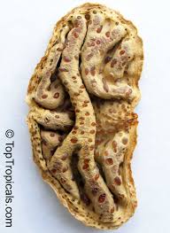 Image result for Colophospermum