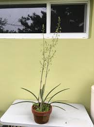 Image result for Oeceoclades