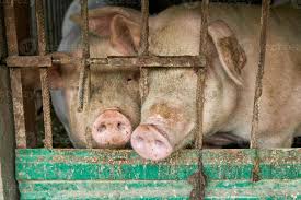 images?q=tbn:ANd9GcQ9Bt9fcrP5KtnEaZjCuv6