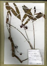 Image result for Ochna richardsiae