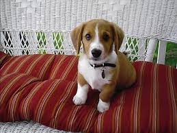 20 Cruzas Inusuales De Perros Que Te Sorprenderan El Bashar Es Bellisimo Dog Crossbreeds Corgi Beagle Corgi Beagle Mix