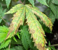 The symptoms first appear on the bottom leaves of the plant. 7 Common Cannabis Plant Deficiencies Leaf Symptoms Sensi Seeds