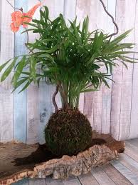 Kokedama Le Palmier Avec Images Fleur Jardin Cactees Palmiers