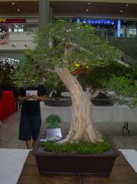Get latest info on bonsai plants, suppliers, wholesale suppliers, retailers & traders with bonsai plants prices for buying. Buy Bonsai Tree Philippines Bonsai Tree