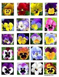 Good Pictures Pansies Meaning Concepts Pansies Would Be The Colorful Plants With Faces Some Sort Of Cool Weather Bel In 2021 Pansies Flowers Flower Meanings Pansies