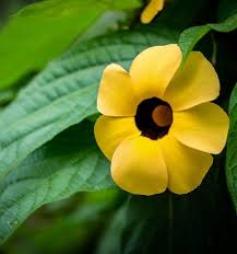 Image result for Thunbergia alata