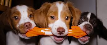 We have adorable hand raised male and female pups raised in our home for adoption. Our Sniffer Dogs Hunter S Heart Canada