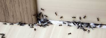 Buy the best and latest germ killer on banggood.com offer the quality germ killer on sale with worldwide free shipping. Home Pest Defense Prevention Control Bioadvanced