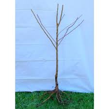 Buy plum trees and get the best deals at the lowest prices on ebay! Online Orchards Dwarf Italian Plum Tree Bare Root Ftpl001 The Home Depot