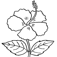 Download, color, and print these hibiscus coloring pages for free. Drawing Hibiscus Flower Drawing Easy For Kids