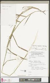 Image result for Trichopteryx fruticulosa