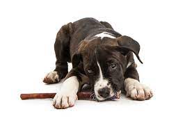 Should My Dog Chew Sticks Animal Wellness Magazine