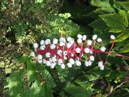 Maybe you would like to learn more about one of these? Le 10 Piante Piu Rare Al Mondo Giardinaggio